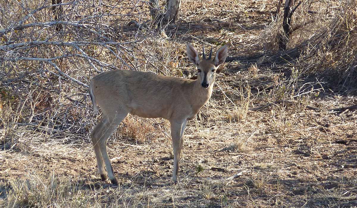 Duiker hunting in Namibia