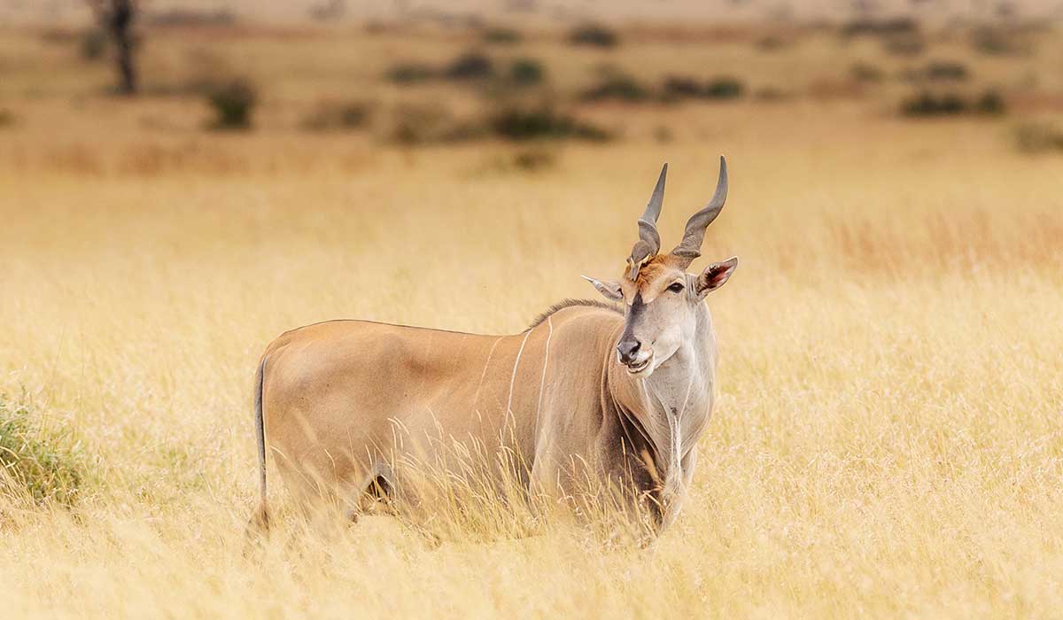 Eland hunting in Namibia