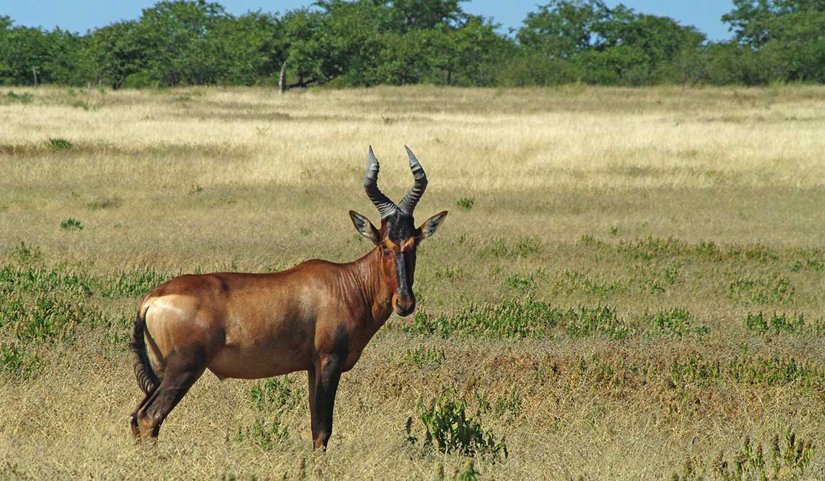 Red Hartebeest hunting in Namibia