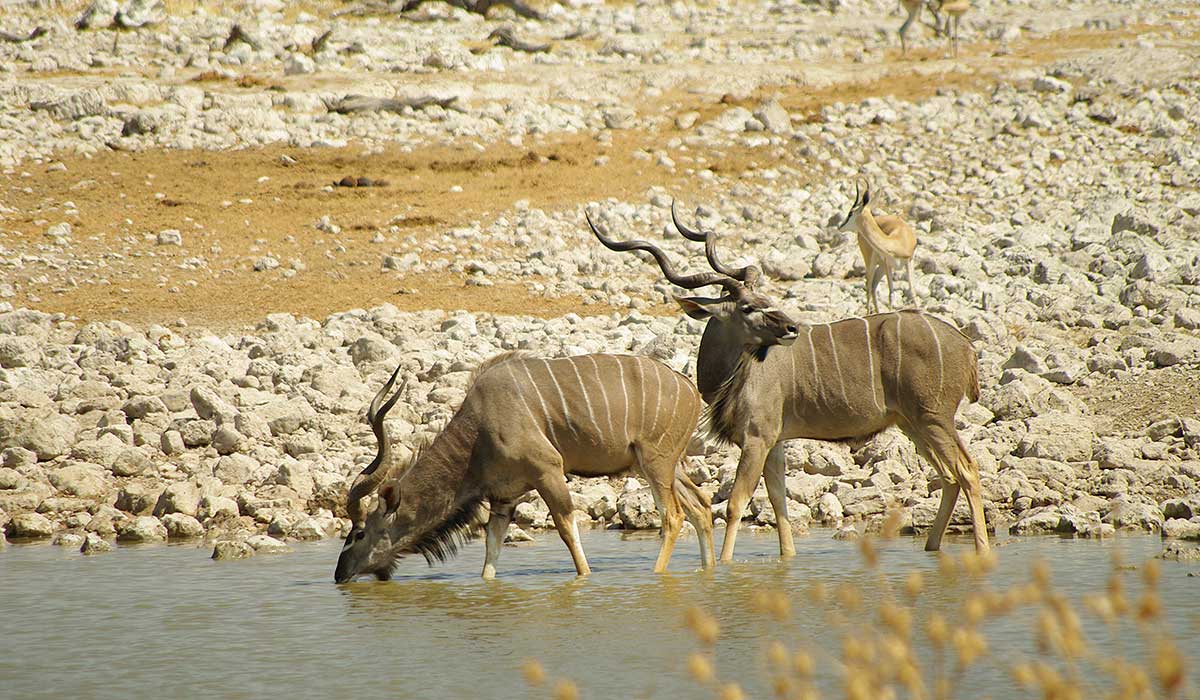 Kudu hunting in Namibia