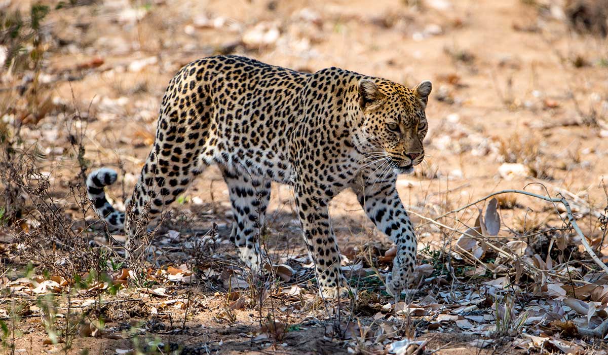 Leopard hunting in Namibia