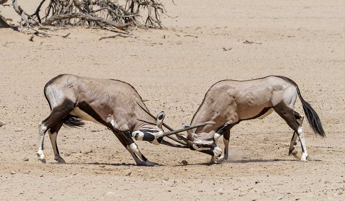 Oryx jagen in Namibia