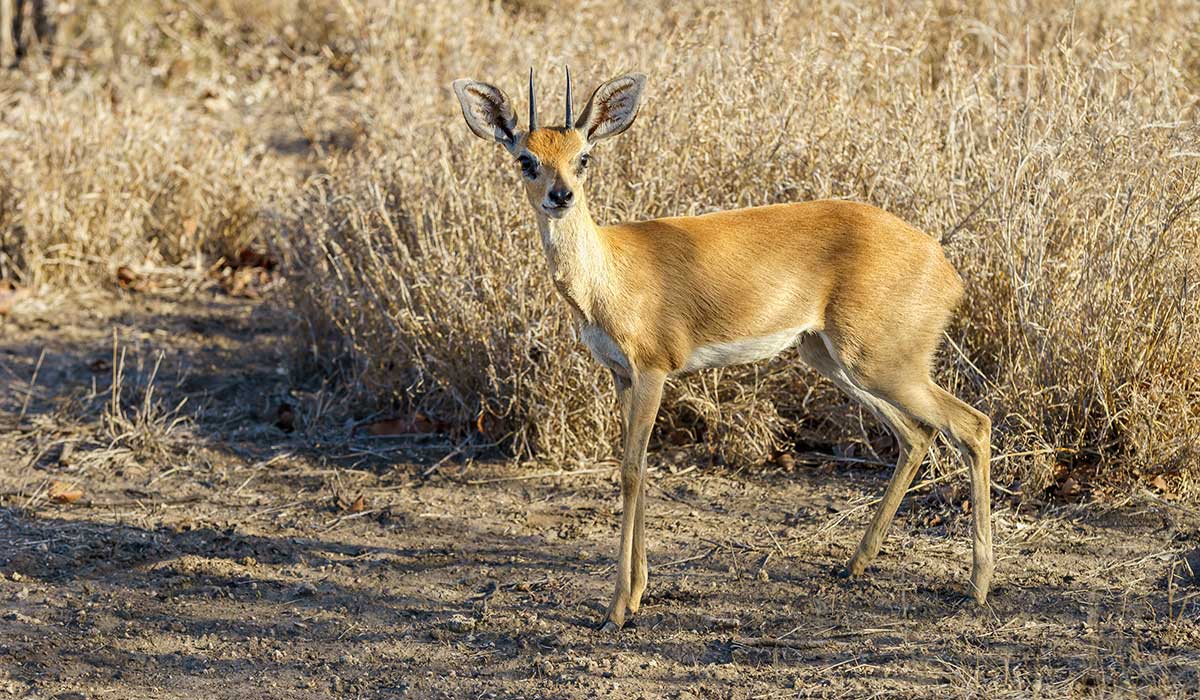 Steenbok hunting in Namibia