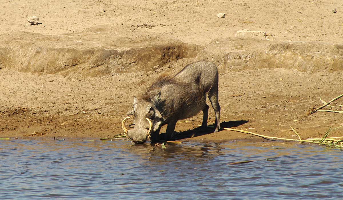 Warthog hunting in Namibia